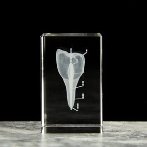 Medical Structure Of The Tooth 3D Oral System Medicine Model Figurines Stomatological Hospital Dentistry Souvenir Gifts