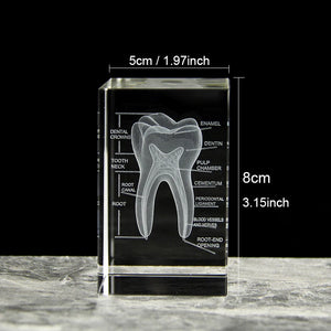 Medical Structure Of The Tooth 3D Oral System Medicine Model Figurines Stomatological Hospital Dentistry Souvenir Gifts